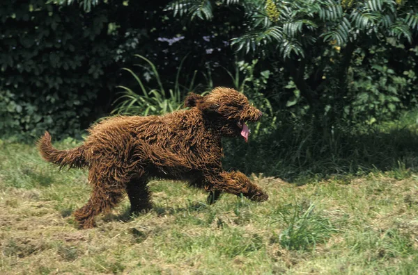 Barbet Köpek Fransız Köpeği — Stok fotoğraf