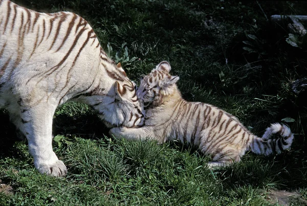 Weißer Tiger Panthera Tigris Mutter Spielt Mit Jungtier — Stockfoto