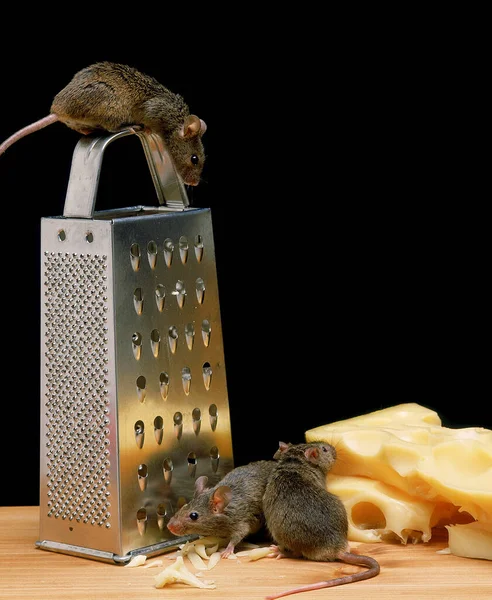 Мышь Мускул Сыром — стоковое фото