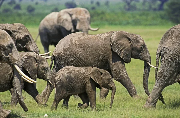 Elefante Africano Loxodonta Africana Rebanho Parque Masai Mara Quênia — Fotografia de Stock