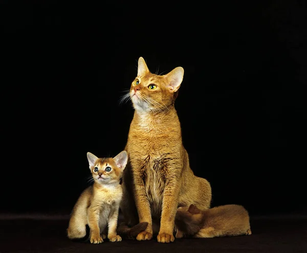아비시니아의 집고양이 배경에 어미와 — 스톡 사진