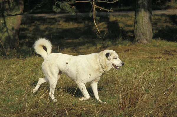 Anatolian Shepherd Dog Nebo Coban Kopegi — Stock fotografie