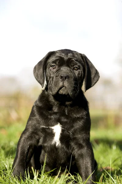 Cane Corso Dog Breed Faly Puppy Sitting Grass — стоковое фото