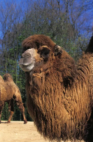 Baktrisches Kamel Camelus Bactrianus — Stockfoto