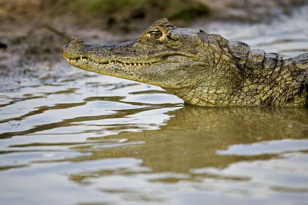 Caiman Espetacular Crocodilo Caiman Los Lianos Venezuela — Fotografia de Stock