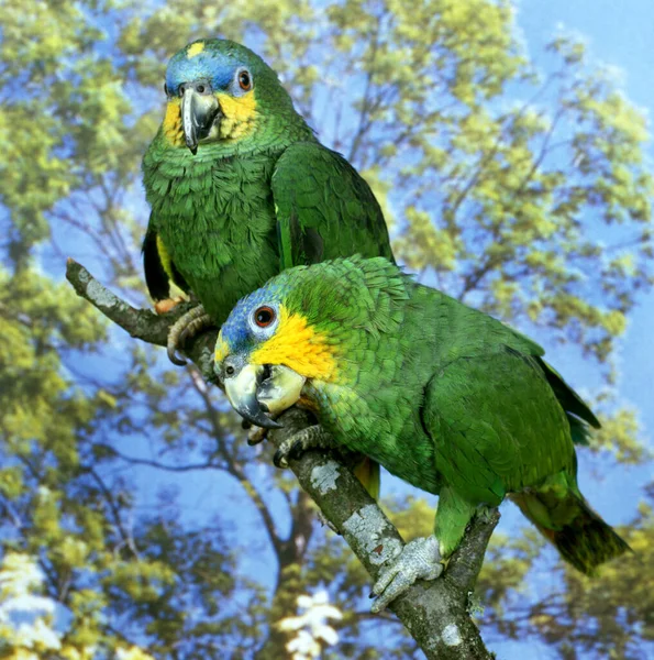 Oranžový Okřídlený Papoušek Amazona Amazonica Dospělí Stojící Větvi — Stock fotografie