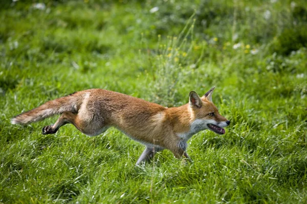 Renard Roux Vulpes Vulpes Courir Adulte Normandie — Photo