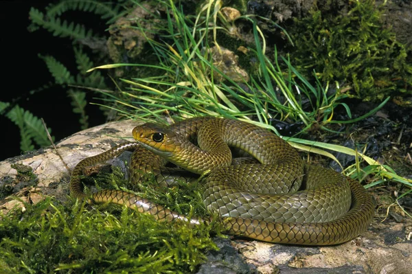 Cobra Rato Chinesa Indo Ptyas Korros — Fotografia de Stock