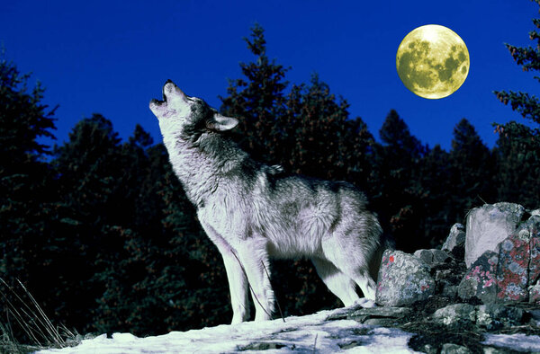 European Wolf, canis lupus, Adult Howling at the Moon 