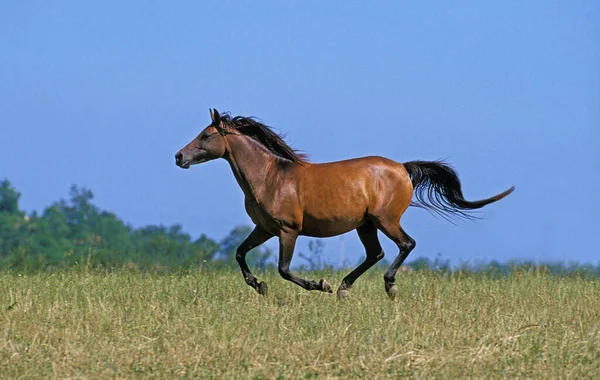 Anglo Arap Atı Dörtnala — Stok fotoğraf