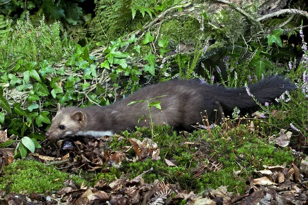 Каменный Мортен Бук Мортен Martes Foina Взрослый Нормандия — стоковое фото