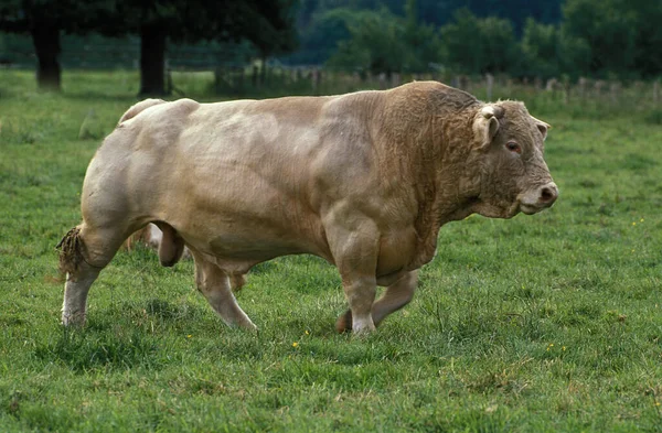 French Domestic Cattle Blonde Aquitaine Bull — стокове фото