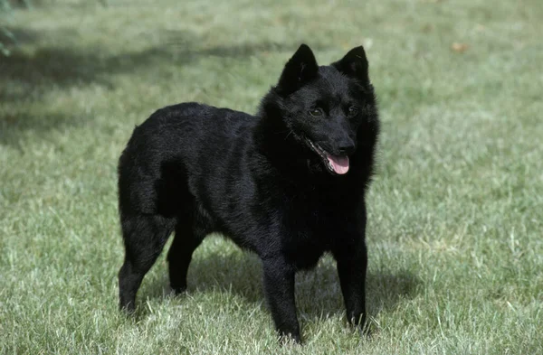 Schipperke Dos çimlerin üzerinde duruyor.   