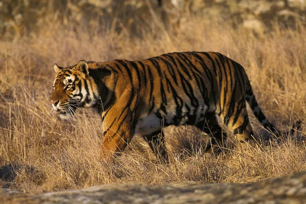 Tigre Bengala Pantera Tigris Tigris Adulto —  Fotos de Stock