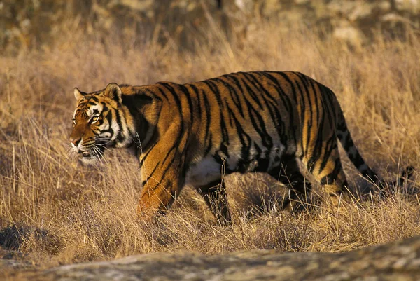 Bengalisk Tiger Panthera Tigris Tigris Vuxen — Stockfoto