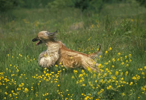 Афганська Собака Дорослий Біжить Квітах — стокове фото