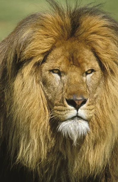 Leão Africano Pantera Leo Retrato Masculino — Fotografia de Stock