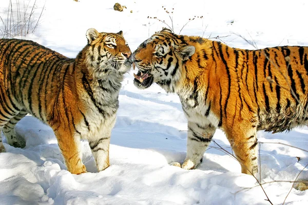 Sibirischer Tiger Panthera Tigris Altaica Steht Auf Schnee — Stockfoto