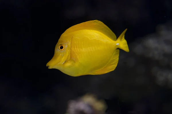 Žluté Tang Ryby Zebrasoma Flavescens — Stock fotografie