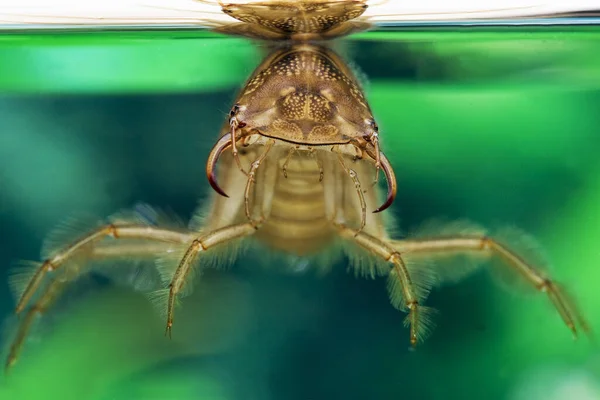 Stor Dykskalbagge Dytiscus Marginalis Larva Stående Vatten Normandie — Stockfoto