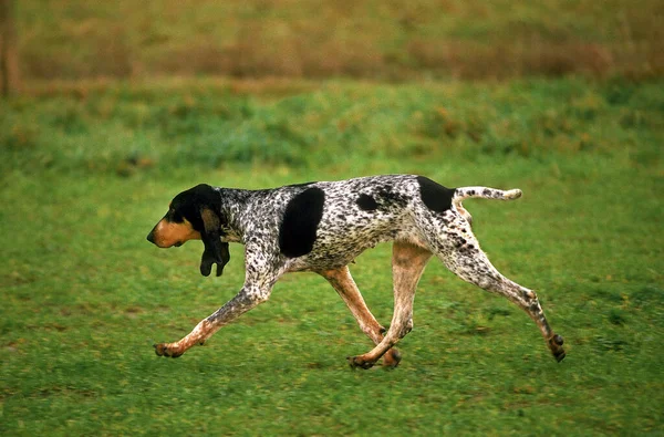 Küçük Gascon Saintongeois Köpeği Çimenlerde Yürüyor — Stok fotoğraf