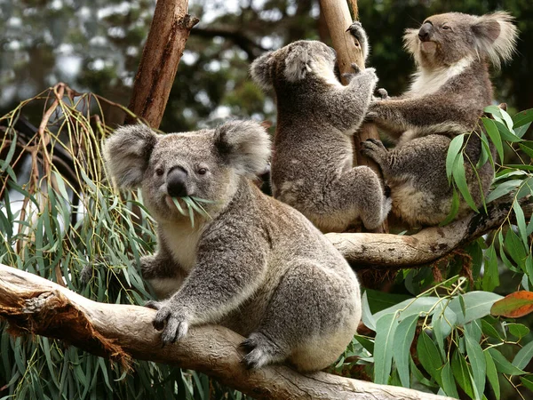 Koala Phascolarctos Cinereus Grupa Obradująca Oddziale Australii — Zdjęcie stockowe