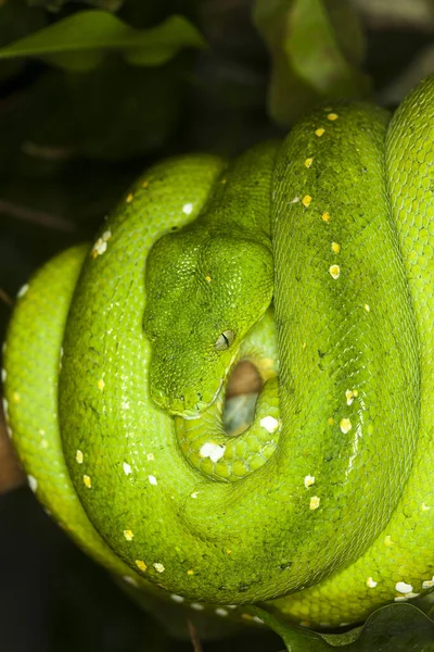 Green Tree Python Morelia Viridis Adulto Enrollado Rama —  Fotos de Stock