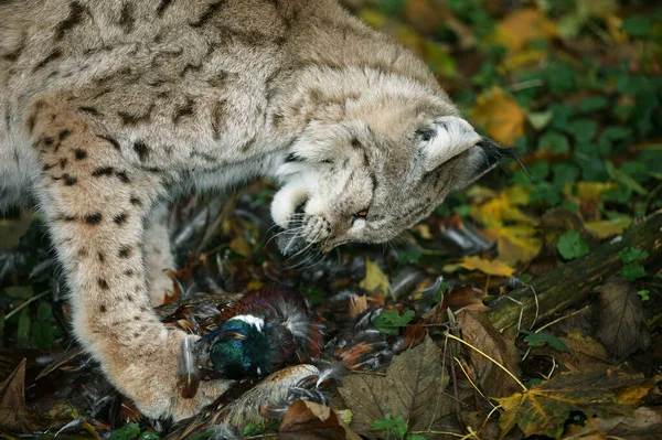 Lynx Europeu Felis Lynx Comer Faisão — Fotografia de Stock