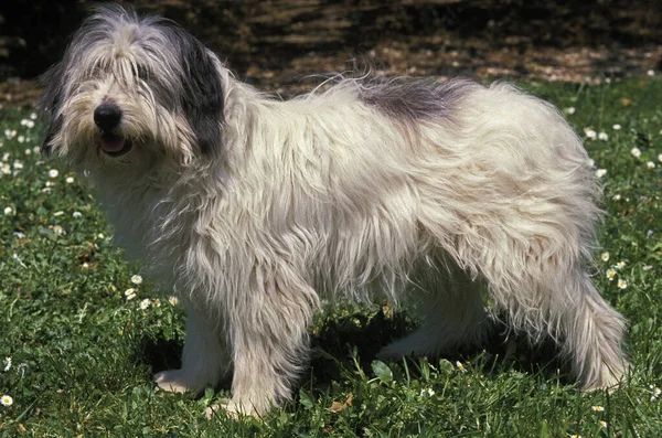 Nizinny Polish Sheepdog Σκύλος Στέκεται Στο Γρασίδι — Φωτογραφία Αρχείου