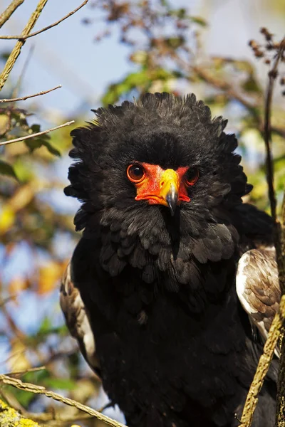 Bateleur Eagle Terathopius Ecaudatus Portrait Adult — Stock Photo, Image