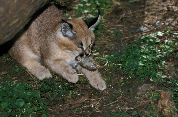 Caracal Caracal Caracal Young Mouse Mouth — Stock Photo, Image