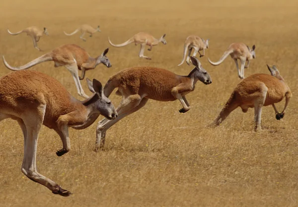 Canguru Vermelho Macropus Rufus Correr Grupo — Fotografia de Stock
