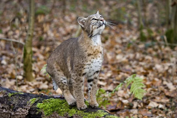 European Lynx Felis Lynx Adult Looking — Stock Photo, Image