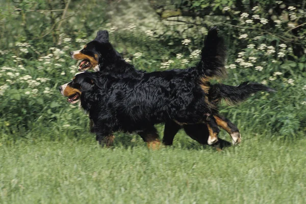 Bernese Mountain Dog Felnőtt Futás — Stock Fotó