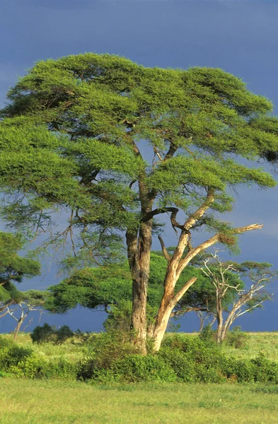 Дерево Акация Ландшафт Кении — стоковое фото