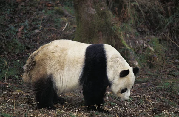 中国大熊猫 黑龙鱼 卧龙保护区 — 图库照片