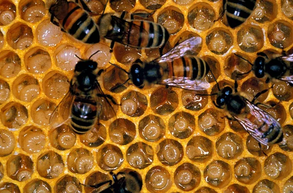 Honey Bee Apis Mellifera Trabajador Cuidando Larvas Brood Comb Bee —  Fotos de Stock