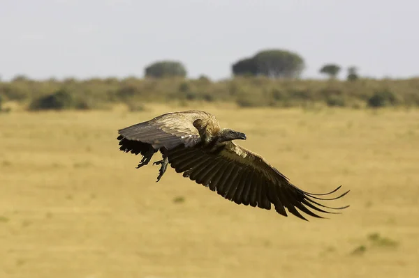 Africano Branco Apoiado Abutre Gyps Africanus Voo Masai Mara Park — Fotografia de Stock