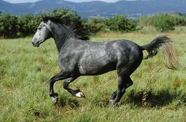 Lipizzan Caballo Galopando Fondo Natural — Foto de Stock