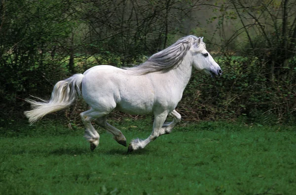 Camargue Pferd Galoppiert Natürlicher Hintergrund — Stockfoto