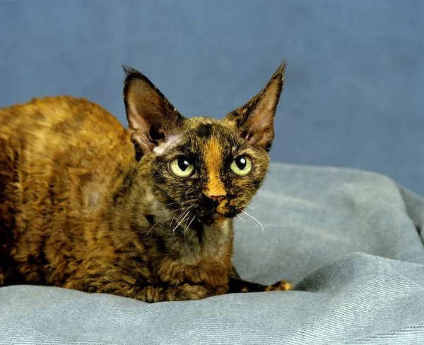 Devon Rex Εγχώρια Γάτα Που — Φωτογραφία Αρχείου