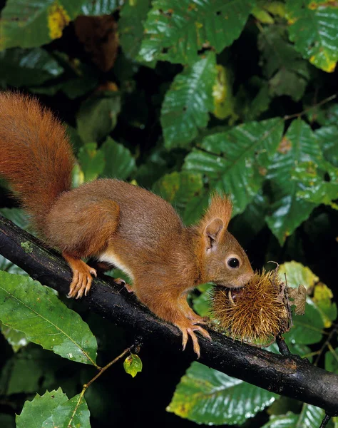 Красная Белка Sciurus Vulgaris Женщина Стоящая Ветке Каштаном Рту — стоковое фото