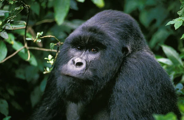 Gorila Montanha Gorila Gorila Beringei Retrato Masculino Parque Virunga Ruanda — Fotografia de Stock