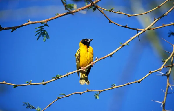 Village Weaver Ploceus Cucullatus Man Staand Branch Tanzania — Stockfoto