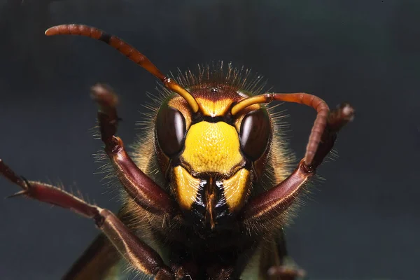 Calabrone Vespa Crabo Adulto Normandia — Foto Stock