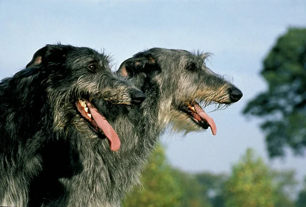 Irish Wolfhound Retrato Adulto Com Língua Para Fora — Fotografia de Stock