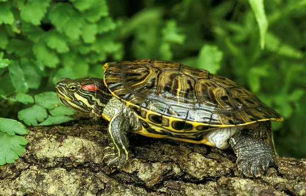 Rödbetad Terrapin Trachemys Scripta Elegans — Stockfoto