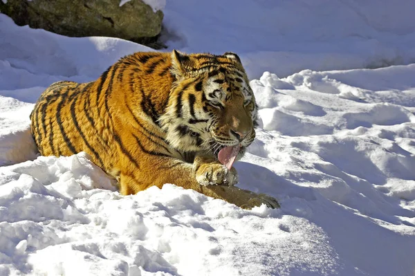 Tigre Siberiano Pantera Tigris Altaica Pie Sobre Nieve Lamiendo Pata —  Fotos de Stock