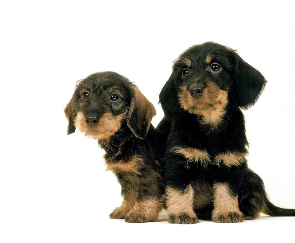 Wire Haired Dachshund Pup Sitting White Background — Stock Photo, Image