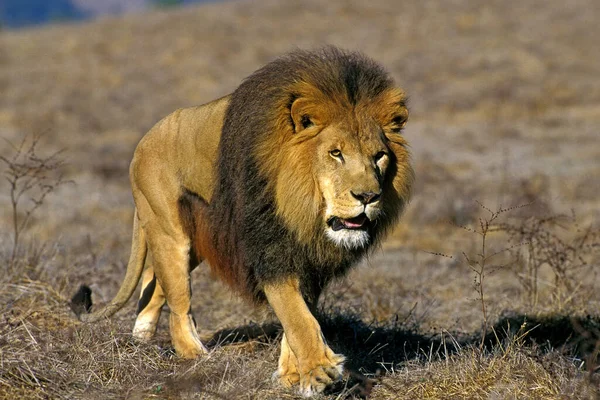 Lion Africain Panthera Leo Homme Traversant Savannah — Photo